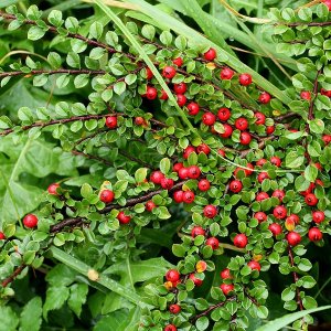 Skalník Dammerov (Cotoneaster dammeri) ´CORAL BEAUTY´ – výška 20-30 cm, kont. C2L